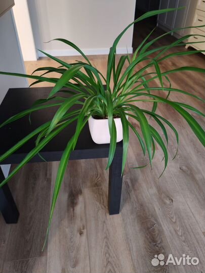 Хлорофитум