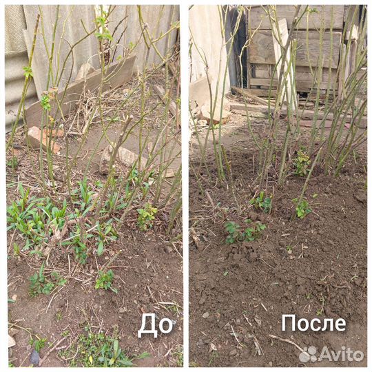 Помощь в саду, огороде