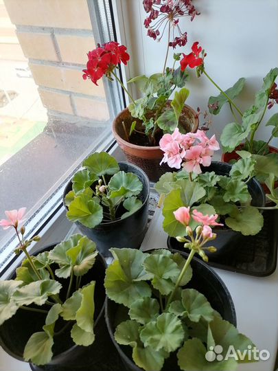 Пеларгония герань коралловая