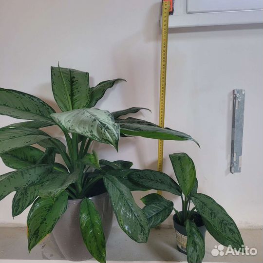 Аглаонема Комнатное растение