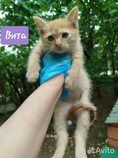 Котята в добрые руки