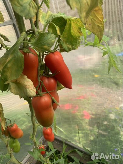 Семена сортовых томатов