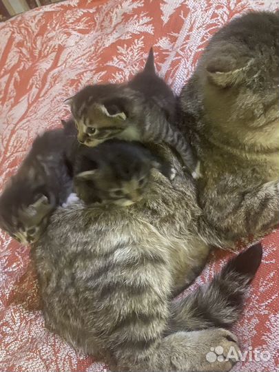 Котята