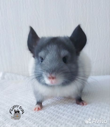Шиншилла мальчик по имени Лот