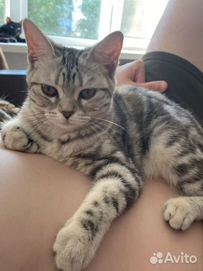 Породистая кошечка