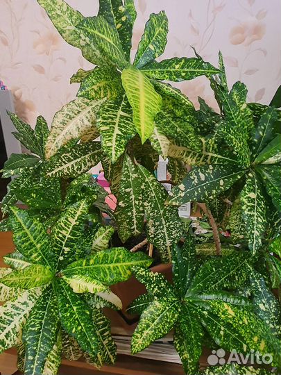 Кодеум (кротон) (комнатное растение)