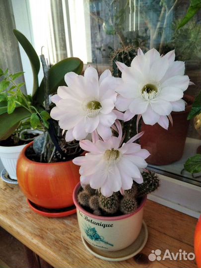 Кактусы. Цветущий сорт. Декор