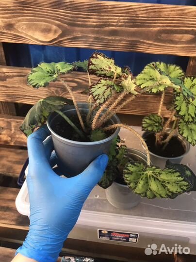 Комнатные растения цветы