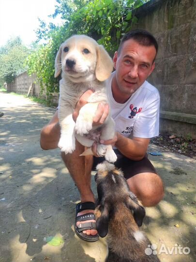 Малыши щенки в поисках семьи, в добрые руки