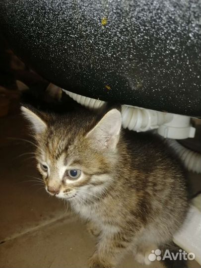 Котята в добрые руки бесплатно