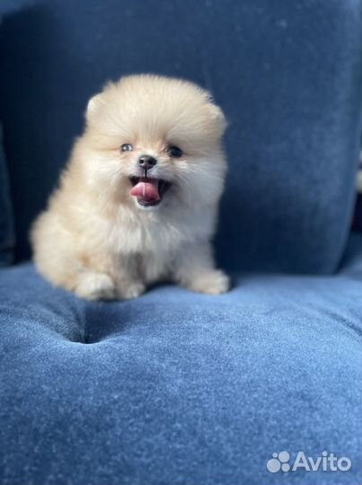 Щенки померанского шпица