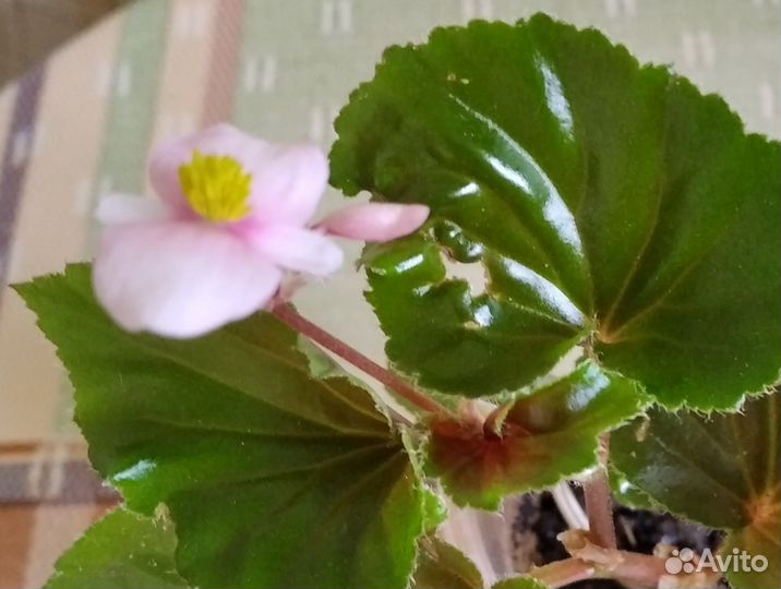 Бегонии в горшках