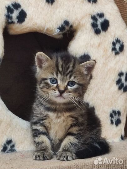 Шотландские котята