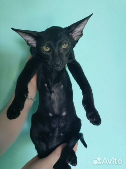 Черный красавчик папа экстрим