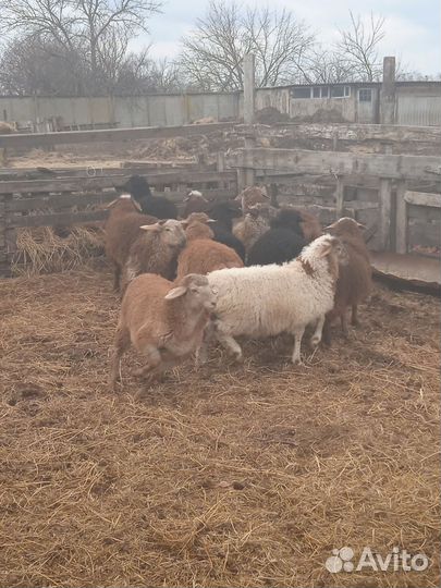 Курдючные бараны