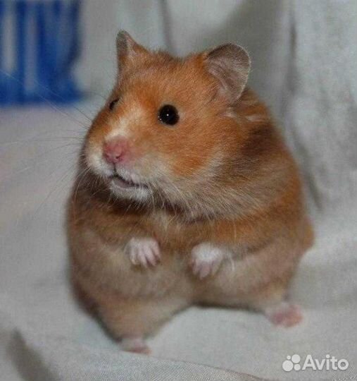 Сирийские хомячки