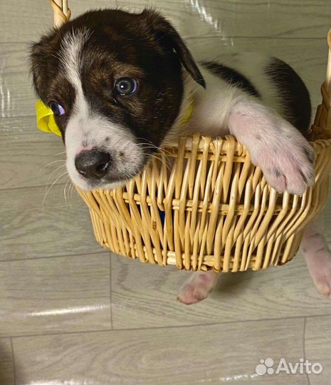 Собаки бесплатно в добрые руки