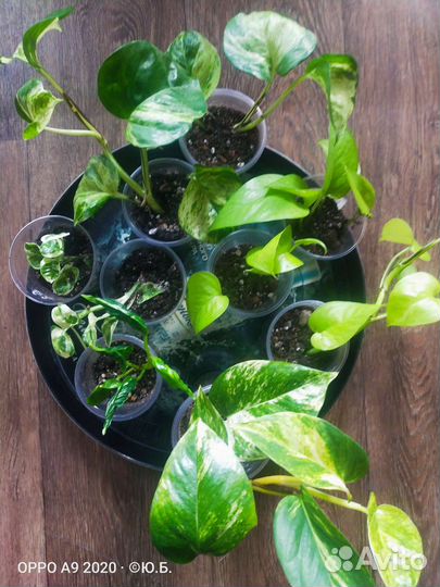 Сциндапсус, эпипремнум