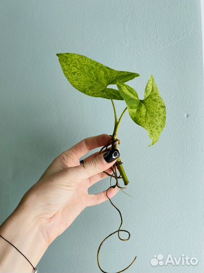 Сингониум моттлед, манго, три короля