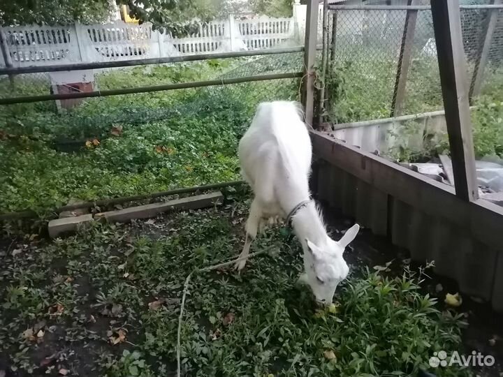 Коза дойная