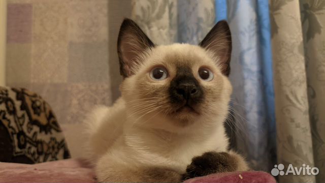 Котëнок тайской породы окрас колор пойнт объявление продам