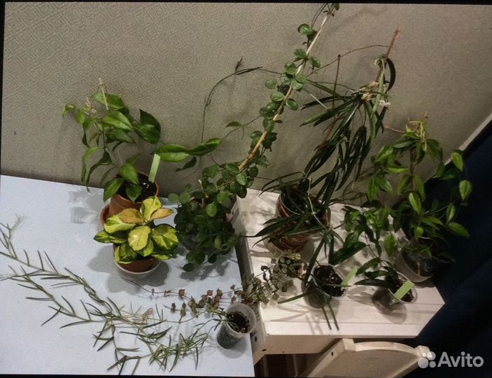 Хойя взрослая