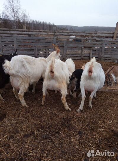 Дойные козы