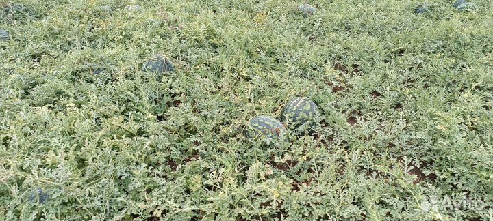 Арбуз холодок