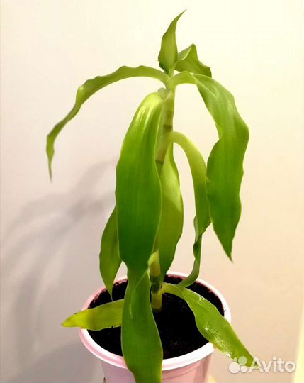 Золотой ус (каллизия душистая), отростки