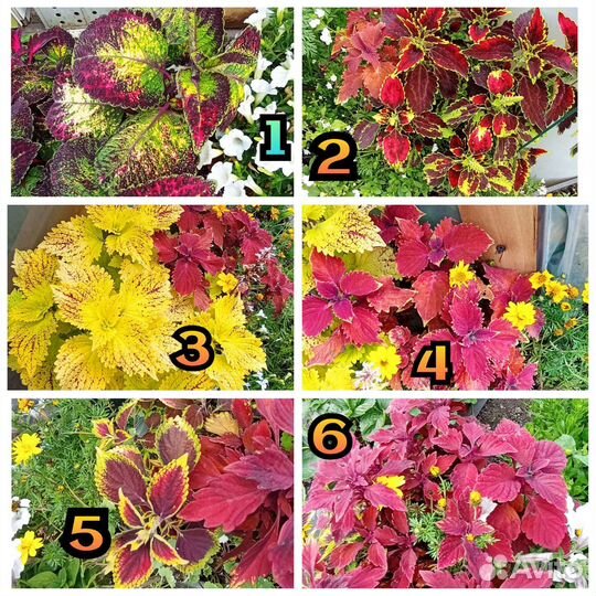 Ипомея батат колеусы