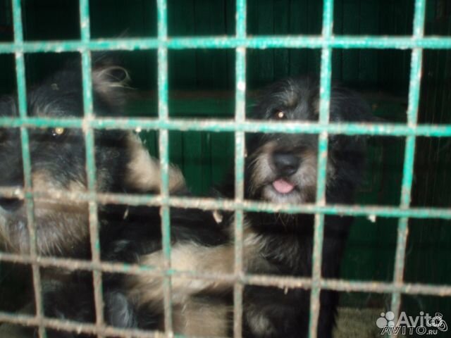 Метисы стаффор, фокс, вельш терьер, бигль, хаски