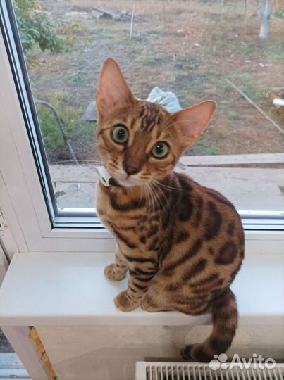 Бенгальская