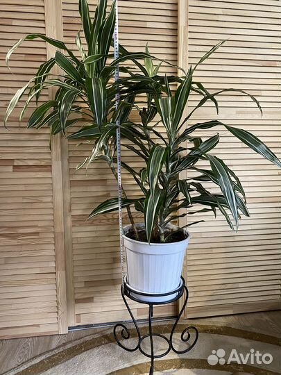 Пальма кордилина