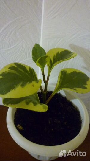 Пеперомия туполистная peperomia obtusifolia golden