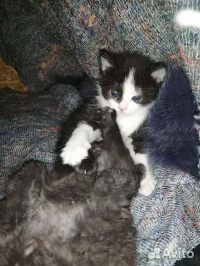 Котята месячные