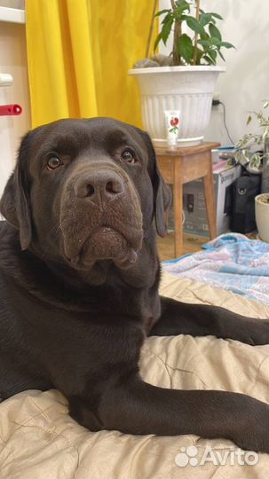 Вязка лабрадор