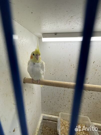 Попугай корелла