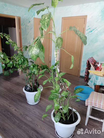 Комнатные цветы