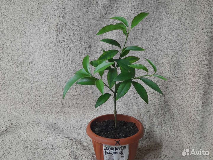 Кумкват марго