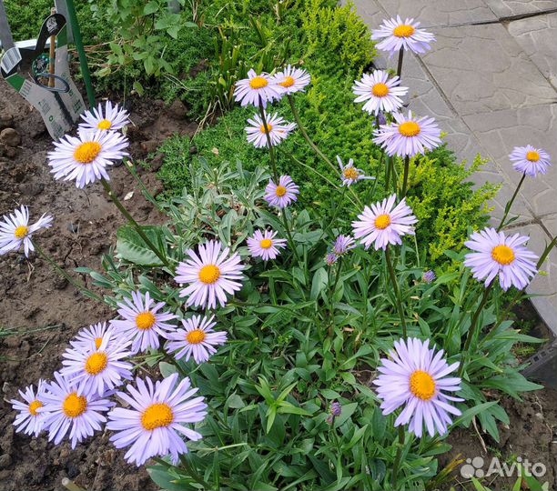 Ирис, астра альпийская, астильба