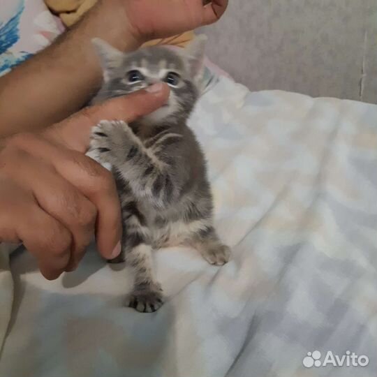 Котенок в дар бесплатно