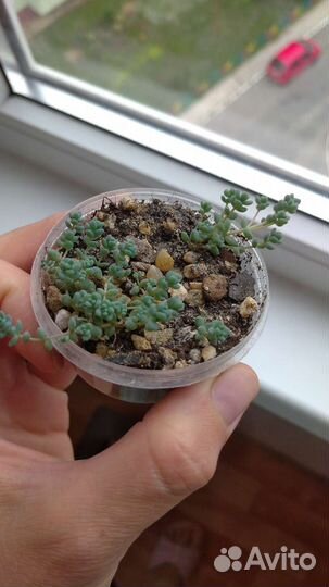 Седум дасифиллюм, Хаворти и др, суккуленты