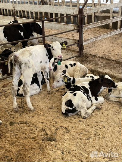 Бычки и телки. Привитые