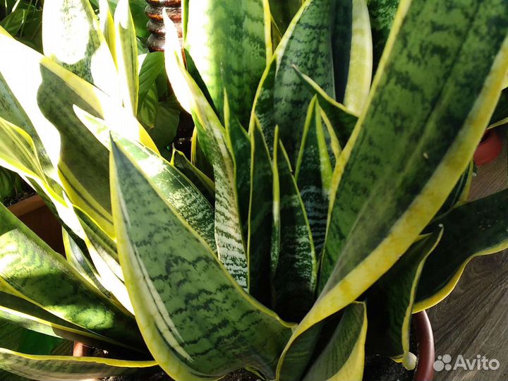 Кротон, Гибискус,Сансевиерии,Фикусы,Клеродендрум,А