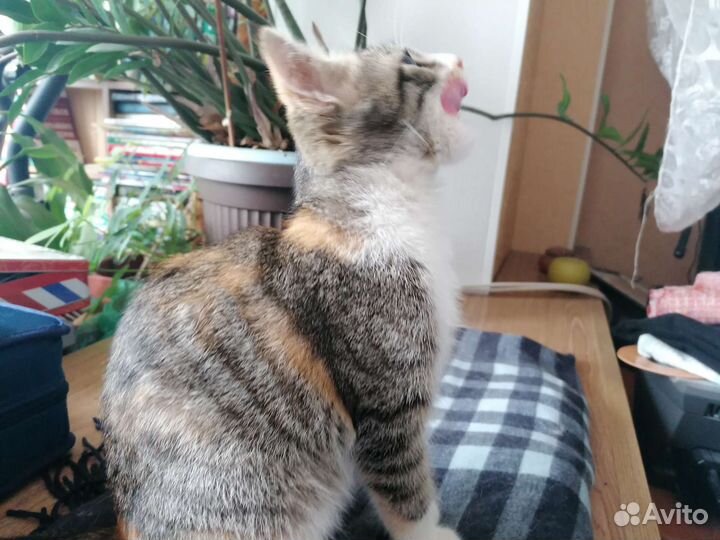 Кошечка Рыся