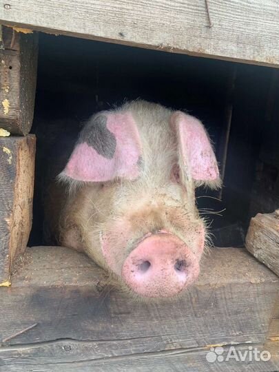 Свинка и хряк 