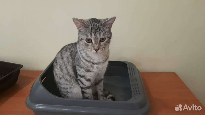 Лоток для кошек