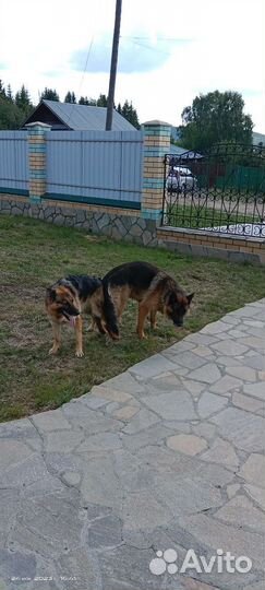 Немецкая овчарка