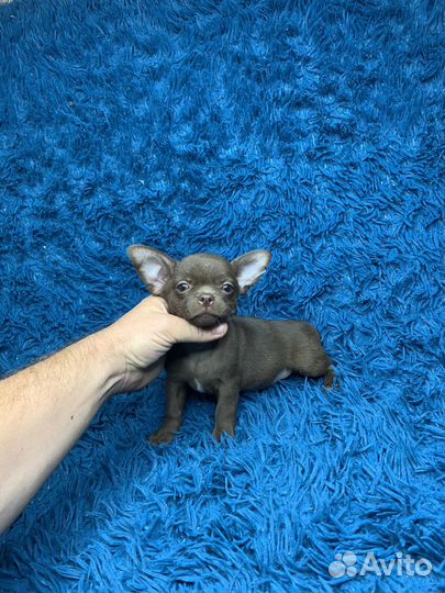 Мальчик чихуахуа