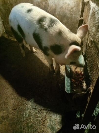 Поросёнок на мясо